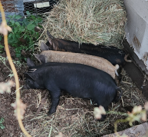 3 Pigs