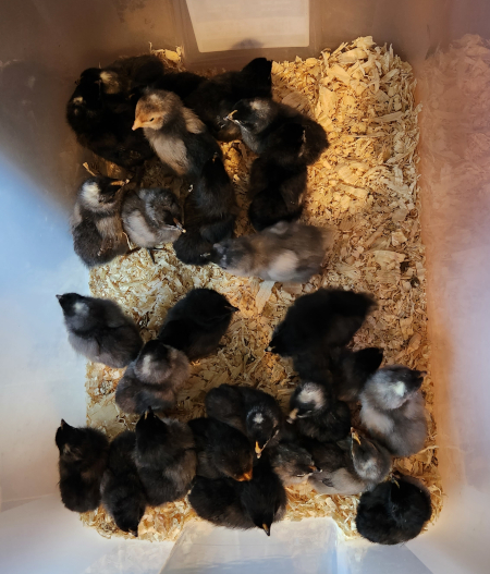 26 chicks