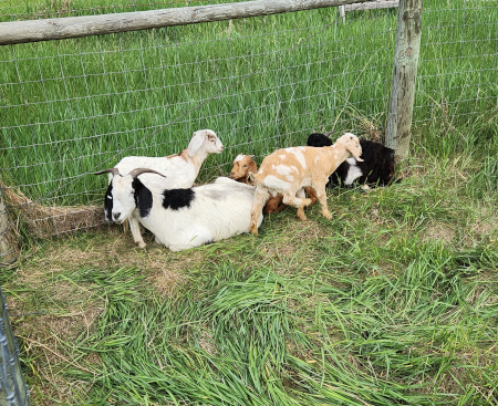 5 goats