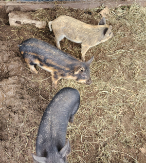 3 lil pigs again