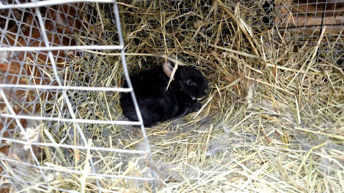 baby bunny 1