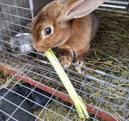 Mal eating celery