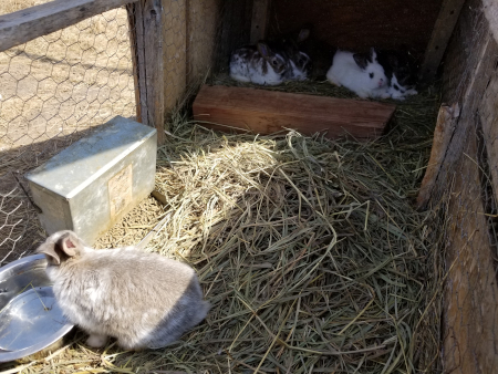 Bunnies in growout