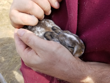 Cuddly bunny
