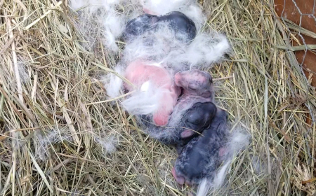 Day old bunnies